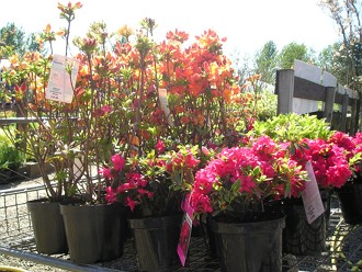 Azaleas