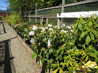 Rhododendrons at Kirkdale Nursery