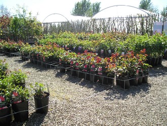 Roses at Kirkdale Nursery