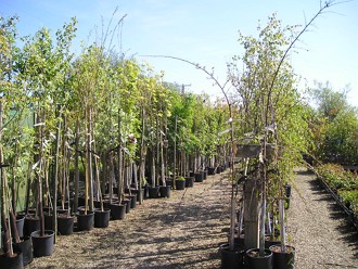 Ornamental Trees at Kirkdale Nursery